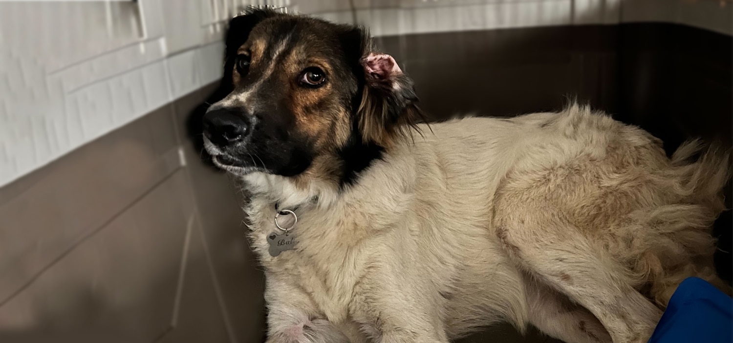 adopter-un-animal-de-refuge.jpg