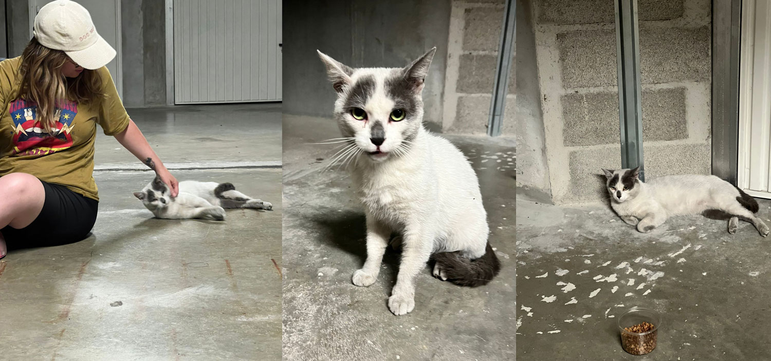 adoption-ethique-chat.jpg