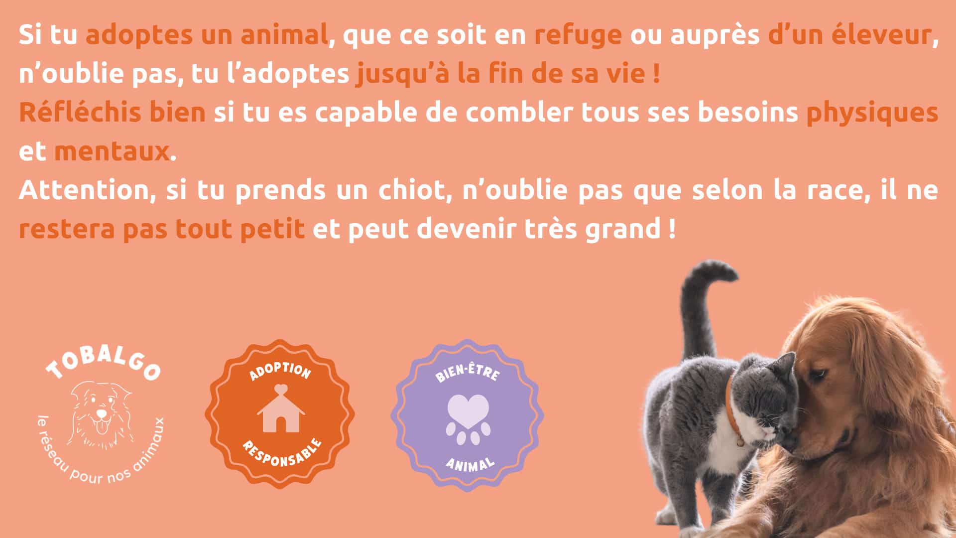adoption-responsable-chien-chat.jpg