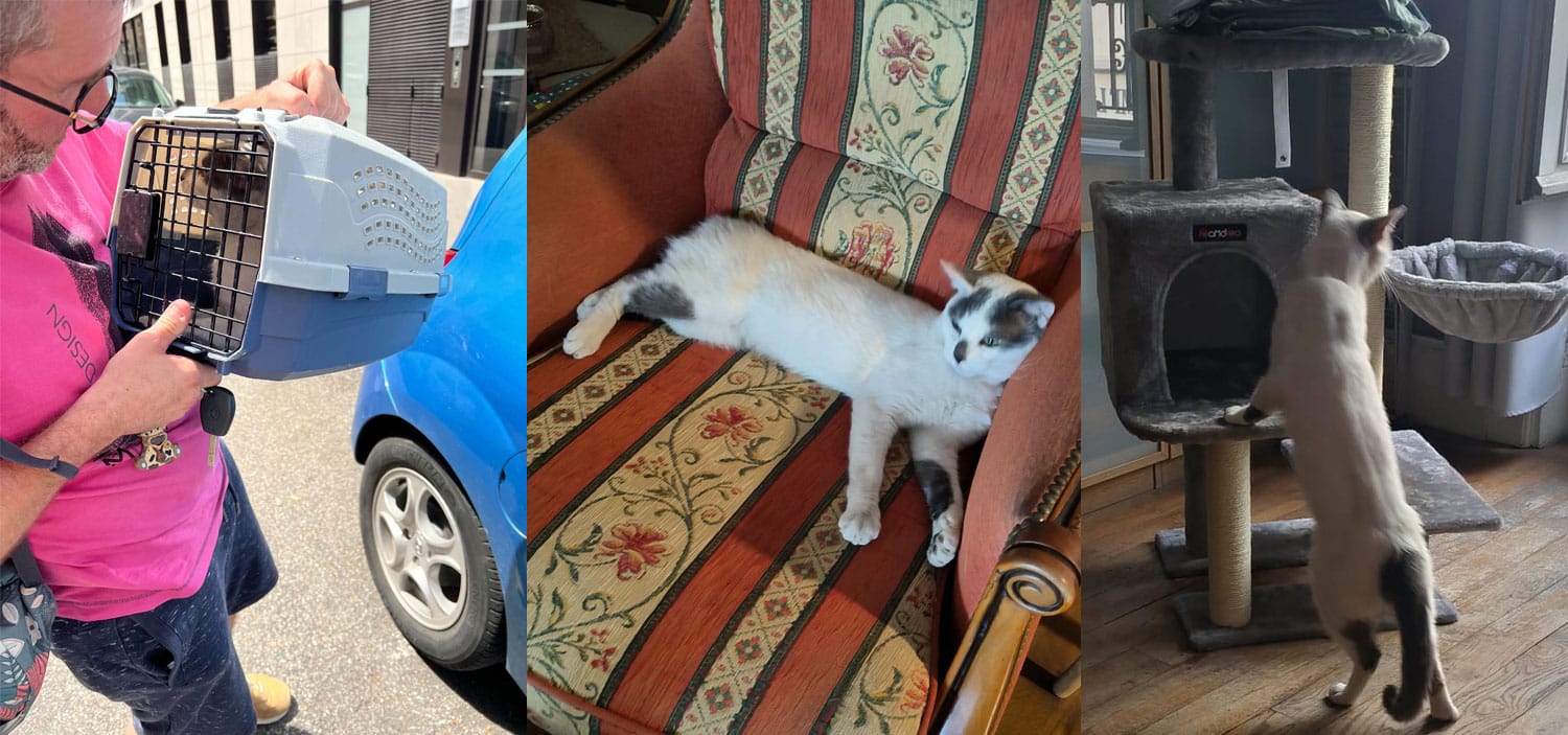 adoption-responsable-d-un-chat.jpg