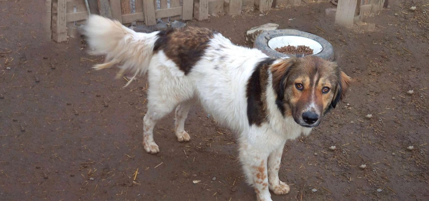 animal-de-refuge-1.jpg