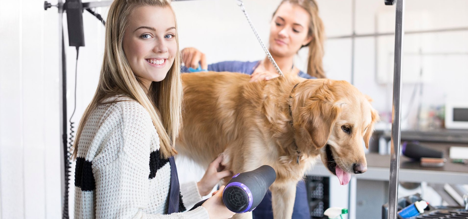 devenir-toiletteur-canin-1.jpg