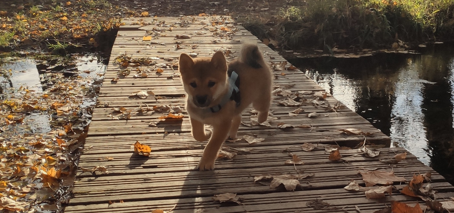education-canine.jpg