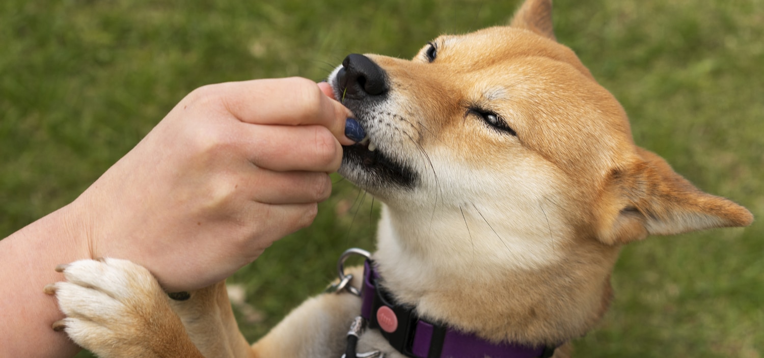 fruits-chiens.jpg