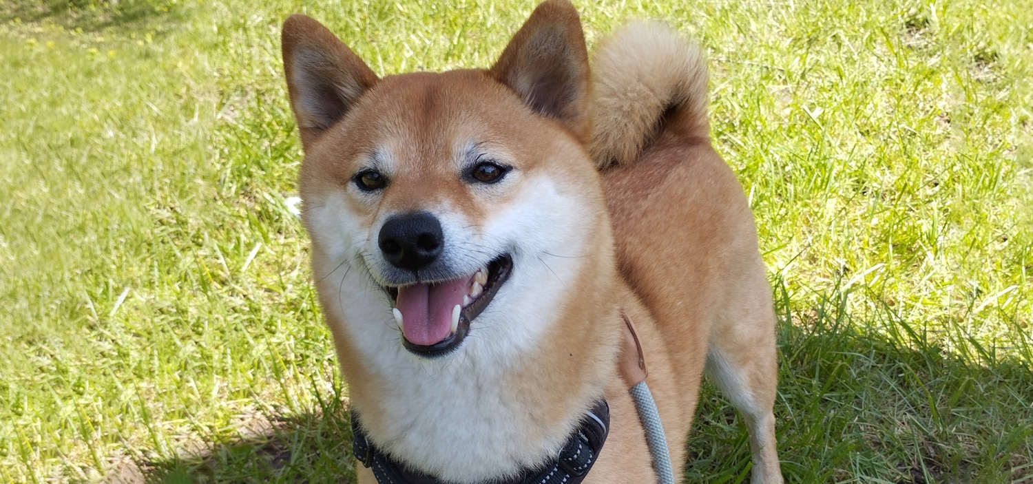 langage-positif-chiens.jpg