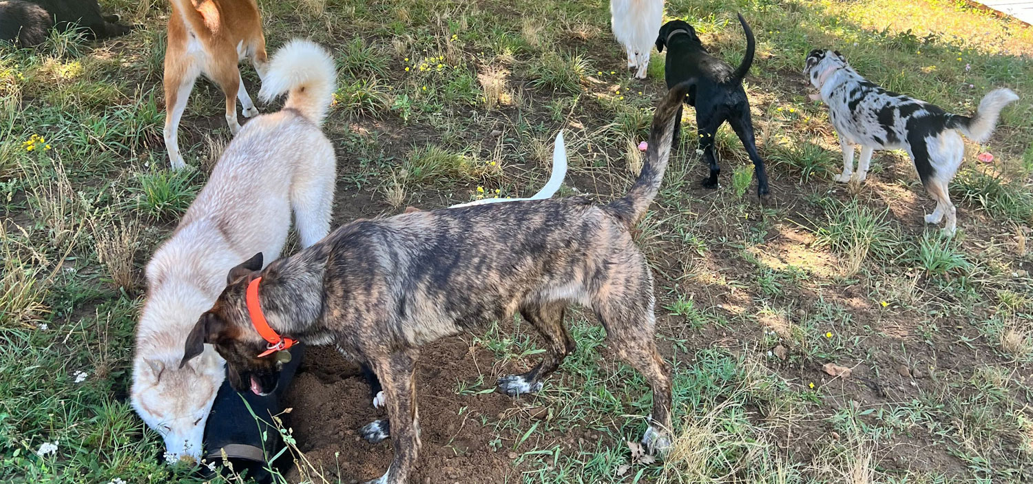 les-besoins-fondamentaux-des-chiens.jpg