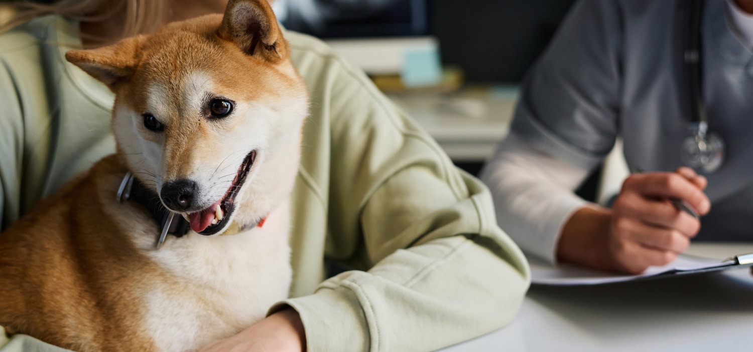 osteopathe-pour-chien.jpg