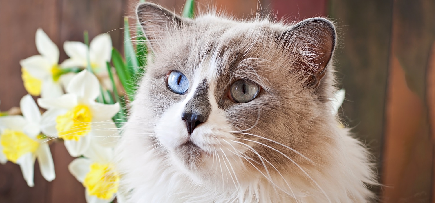 plantes-securitaires-pour-les-chats.jpg