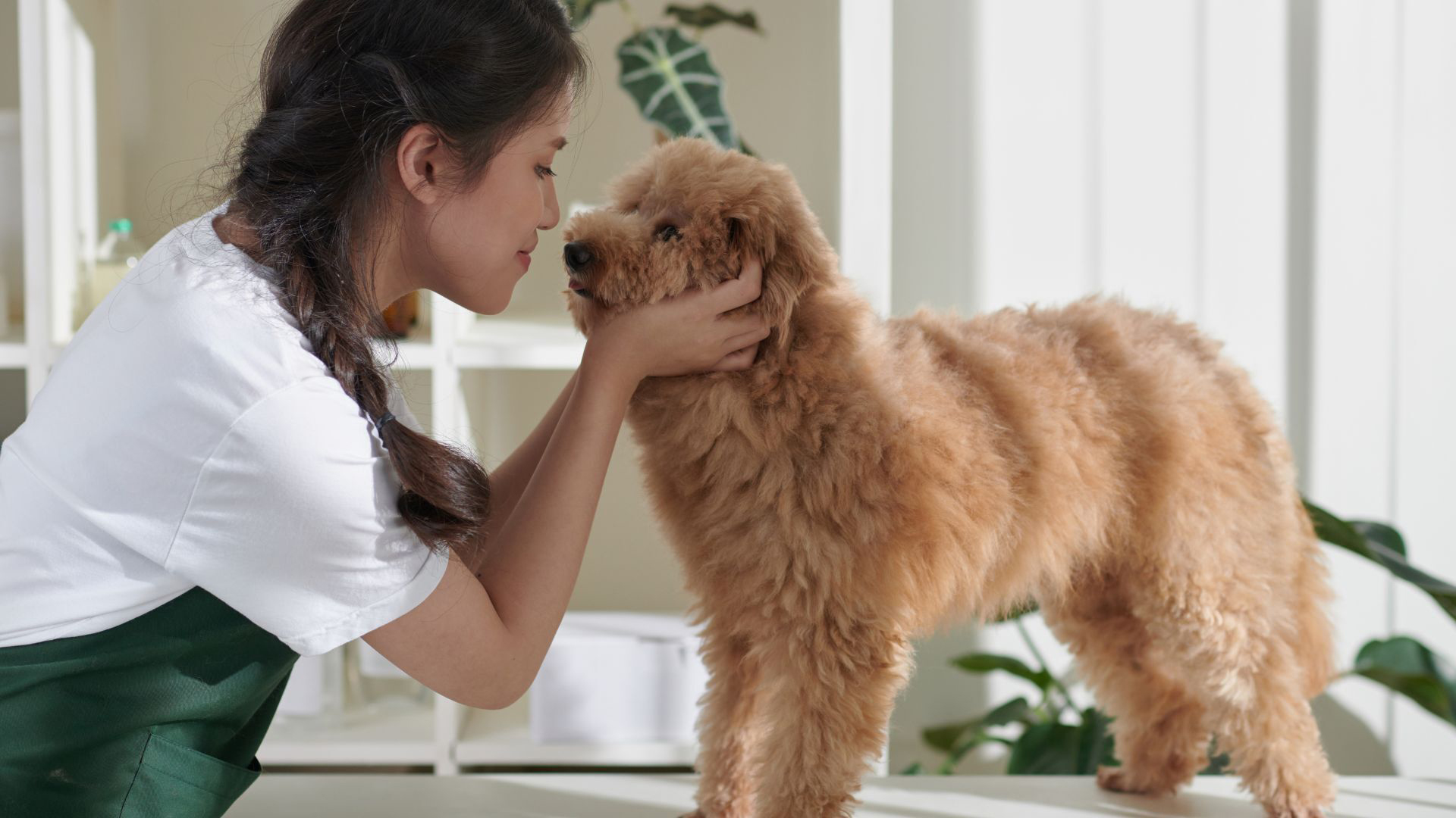 toiletteur-canin.jpg